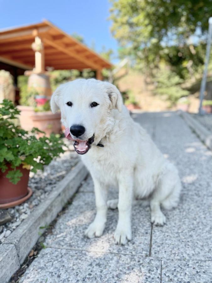 La Tana Del Picchio Villa Neviano degli Arduini Dış mekan fotoğraf